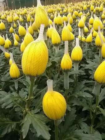 Tuyen si cúc lưới thắp nhang ngày mùng 1 tại Quảng Nam