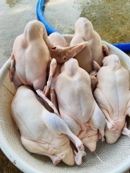 VỊT THẢ ĐỒNG tại Quảng Nam
