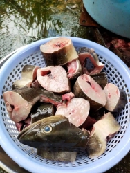 Cần bán 6 con cá bớp biển tươi ngon tại Quảng Nam