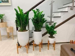Chỉ #75k mỗi chậu tại Quảng Nam