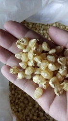 Bắp nếp luộc phơi khô tại Quảng Nam