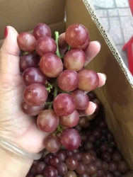 o đơn sớm e giao lun nha hàng về trước tại Quảng Nam