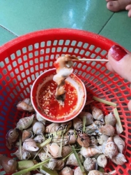 Bán Ốc Nhảy Sống - 35k/1kg - Tặng Kèm Muối Chấm tại Quảng Nam
