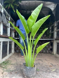 Chuối Rẻ Quạt tại Quảng Nam