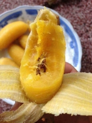 Chuối mật Bến Tre siêu ngon tại Quảng Nam