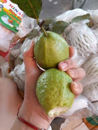 Ổi quê tiên phước. Về tuy trái nhỏ nhưng ngon ngoài mong đợi tại Quảng Nam