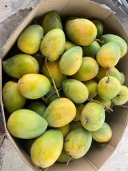 Cần mua xoài quê hàng sạch Essup để chín dần, ngọt lịm, thơm phức tại Quảng Nam