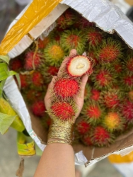 Bánh nóc cho cả nhà tại Quảng Nam