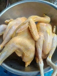 gà tre tại Quảng Nam