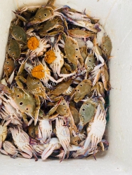 Ghẹ to size 8-10 con tại Quảng Nam