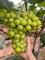 Bán Nho Sữa Ngọt tại Quảng Nam