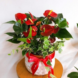 Hồng môn kép hoa đỏ tươi Cây siêu bông Y HÌNHS tại Quảng Nam