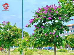 Cần bán nhanh lô kề góc 112.5 m² khu V5 tại Quảng Nam