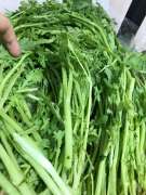 Hoa Quả Sơn rau sạch Viet Gap và hữu cơ đây ạ. tại Quảng Nam