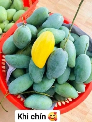 Cây giống Xoài thái tại Quảng Nam