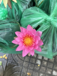 VƯỜN CÂY CẢNH 79 GARDEN tại Quảng Nam