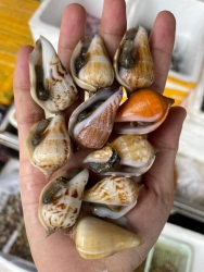 ng mai em ship tại Quảng Nam