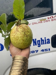 Ổi ni ma ko an thi an oi mo oi lục ngạn Bắc Giang siêu ngon giòn ngọt ko đối thủ tại Quảng Nam