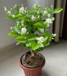 Sập hầm - đất mặt tiền Nam Việt Á - có sẵn nhà cấp 4 - diện tích 140m2 - mặt tiền 7m - giá 4,550 tỷ (không thương lượng) tại Quảng Nam