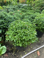  nhiều hàng tại Quảng Nam