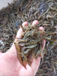 Bán Tôm Đất Thiên Nhiên Tươi Rói tại Quảng Nam