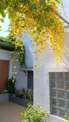 Vườn Cây Cảnh 79 Garden tại Quảng Nam