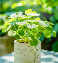 Lô đất đẹp vị trí tiềm năng tại Quảng Nam
