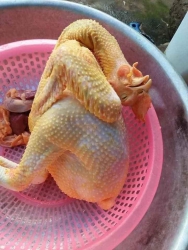 o, xé trộn gà kiến thịt tại Quảng Nam