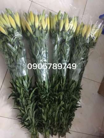 BÁN SĨ VÀ LẺ CÁC HOẠI HOA THẮP HƯƠNG CÚNG RẰM tại Quảng Nam