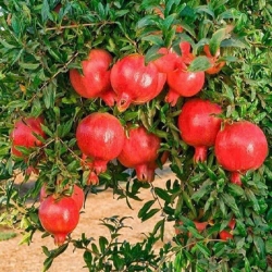 Lựu Ấn Độ Cây Sẵn Quả Nhiều Như Hình tại Quảng Nam