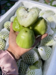 Quả Mận Xanh Tiền Giang Giòn Ngọt tại Quảng Nam