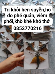 Con Tác Ké Bay Trị Khỏi Hen Suyễn Và Hen Phế Quản tại Quảng Nam