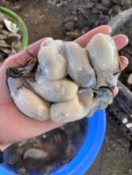 Hàu sữa múp ú tại Quảng Nam