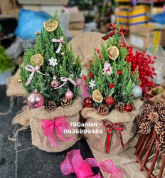 Tùng, thông trang trí cây thô và cây trang trí vườn em sẵn nhìu ạ Mời khách ghé lựa tại Quảng Nam