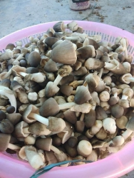 Chế biến nấu đồ ăn từ nấm rơm tại nhà tại Quảng Nam
