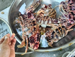 Lên đơn cuối tuần thứ 7 tại Quảng Nam