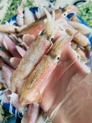 Mực tươi sạch từ thuyền đi, giá hợp lý tại Quảng Nam