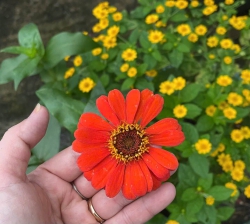 Nhà vườn kiệt xe lôi tại Quảng Nam