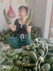 Bán Lô Bơ Nữ Hoàng 034 Giá Rẻ Chưa Từng Có tại Quảng Nam