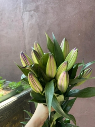 ù tím về quá đẹp..! tại Quảng Nam