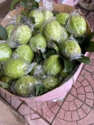 Có ai thấy xa xa mấy thùng ổi của e hân tại Quảng Nam