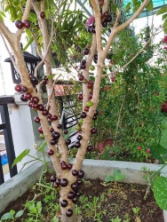 Nho thân gỗ 12 vụ cây nhanh ra quả tại Quảng Nam