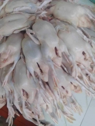 Chiều nay em có vịt chạy đồng chỉ có tại Quảng Nam