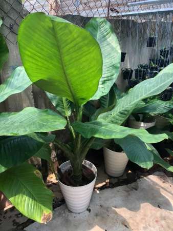 Nhà mình cần bán mấy cây đại phú gia tại Quảng Nam