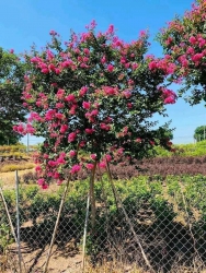 VƯỜN CÂY CẢNH 79 GARDEN tại Quảng Nam