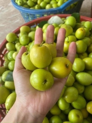 Táo chua đầu mùa vị chua nhẹ, ngọt thanh giòn ngon ạ tại Quảng Nam