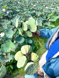 Đài Sen tươi ngon tại Quảng Nam