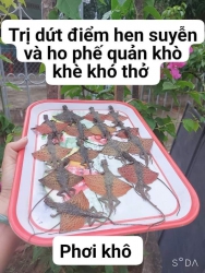 Con Tắc Kè Bay Trị Khỏi Của Hen Suyễn Và Hen Phế Quản tại Quảng Nam