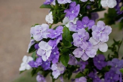 Cây sum lá sum nụ hoa - hàng dâm ủ khỏe tại Quảng Nam