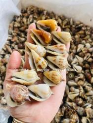 EM SẴN ỐC - LÊN ĐƠN SHIPPER CHẠY NGENN KHÁCH ƠIIII tại Quảng Nam